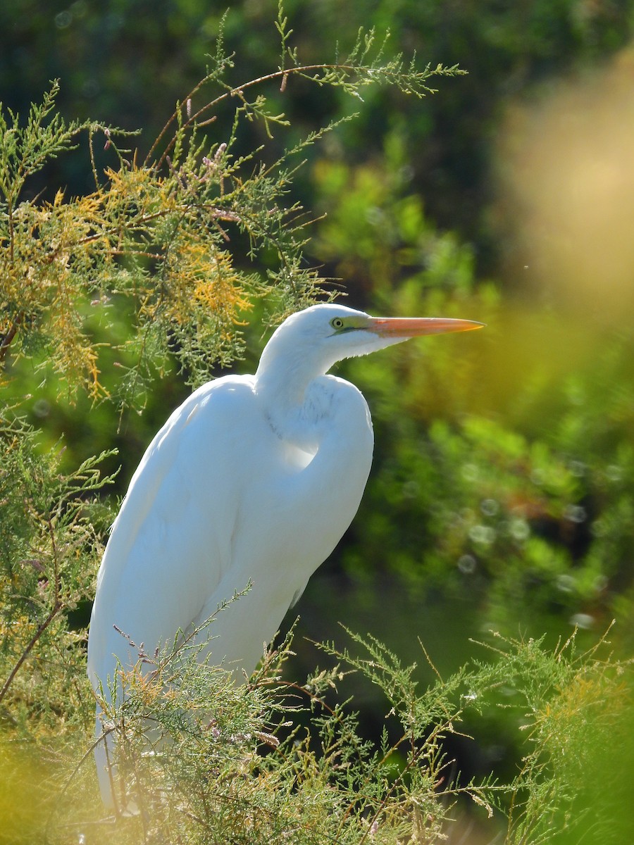 Great Egret - Jeff and Allison Gross