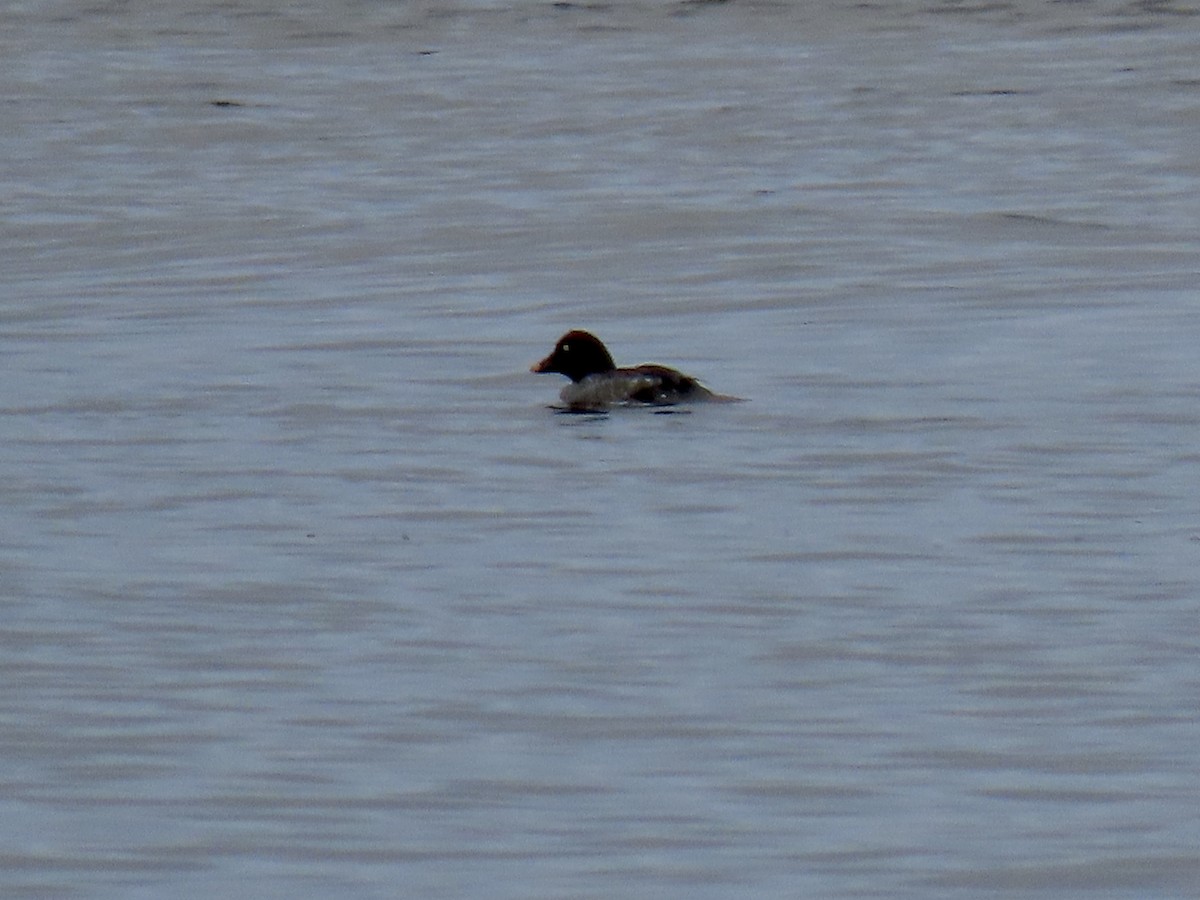 Common Goldeneye - ML396476241