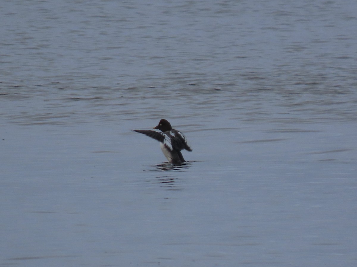 Common Goldeneye - ML396476251