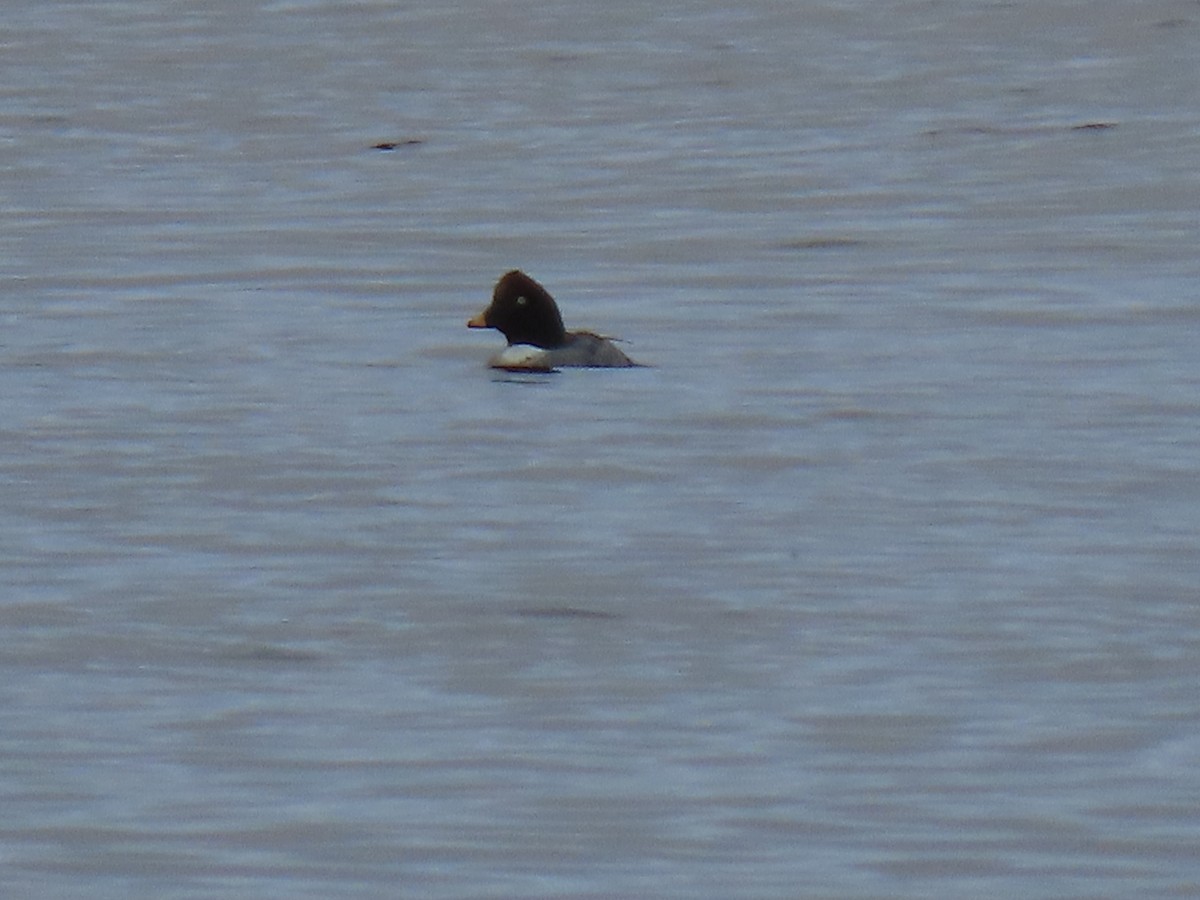 Common Goldeneye - ML396476331