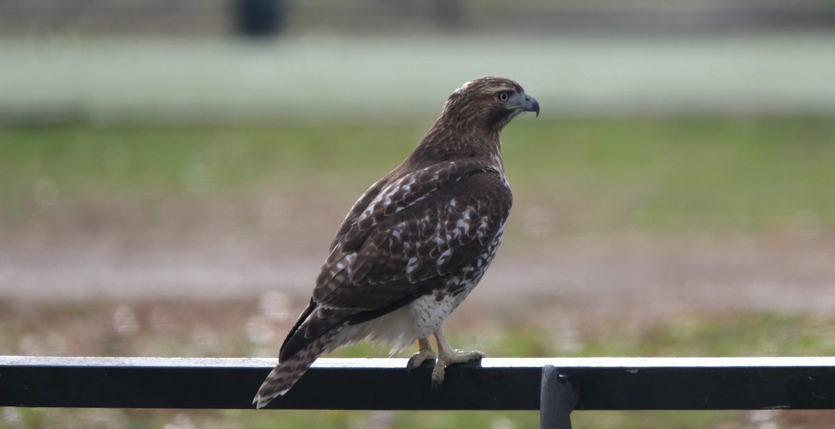 Red-tailed Hawk - ML396478101
