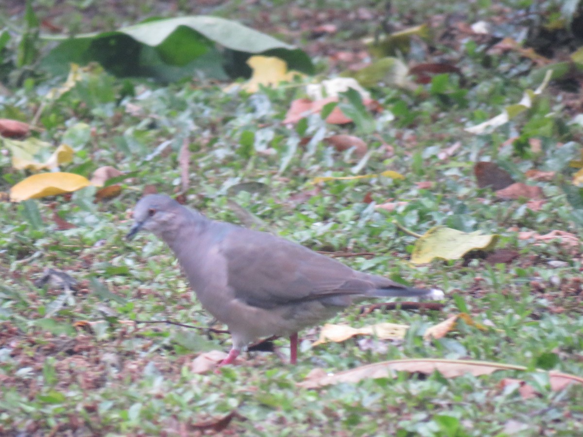 White-tipped Dove - ML396478161