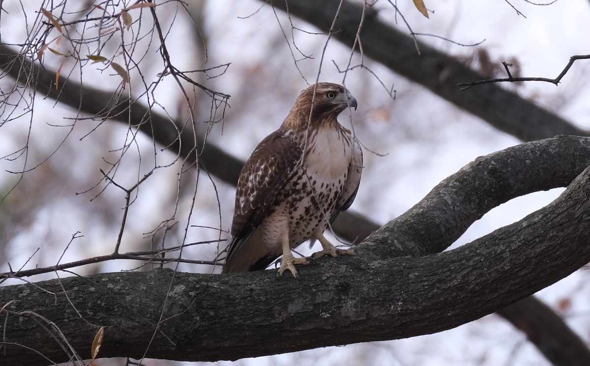 Red-tailed Hawk - ML396478291