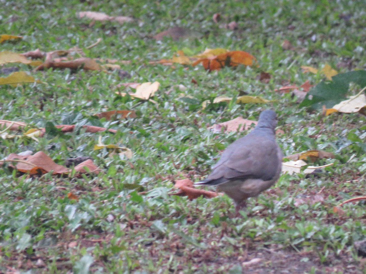 White-tipped Dove - Romeu Gama