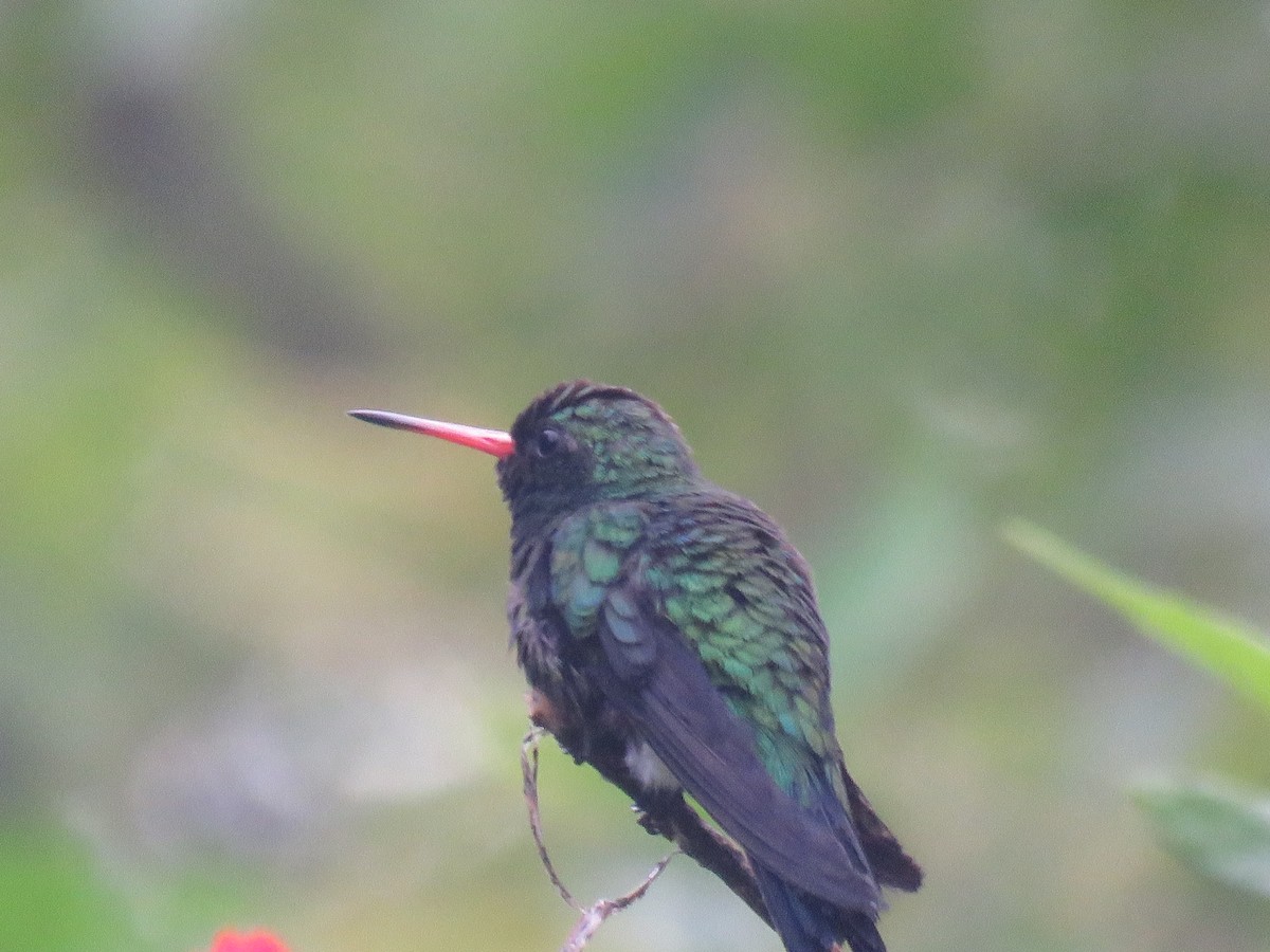 Glittering-bellied Emerald - ML396478531