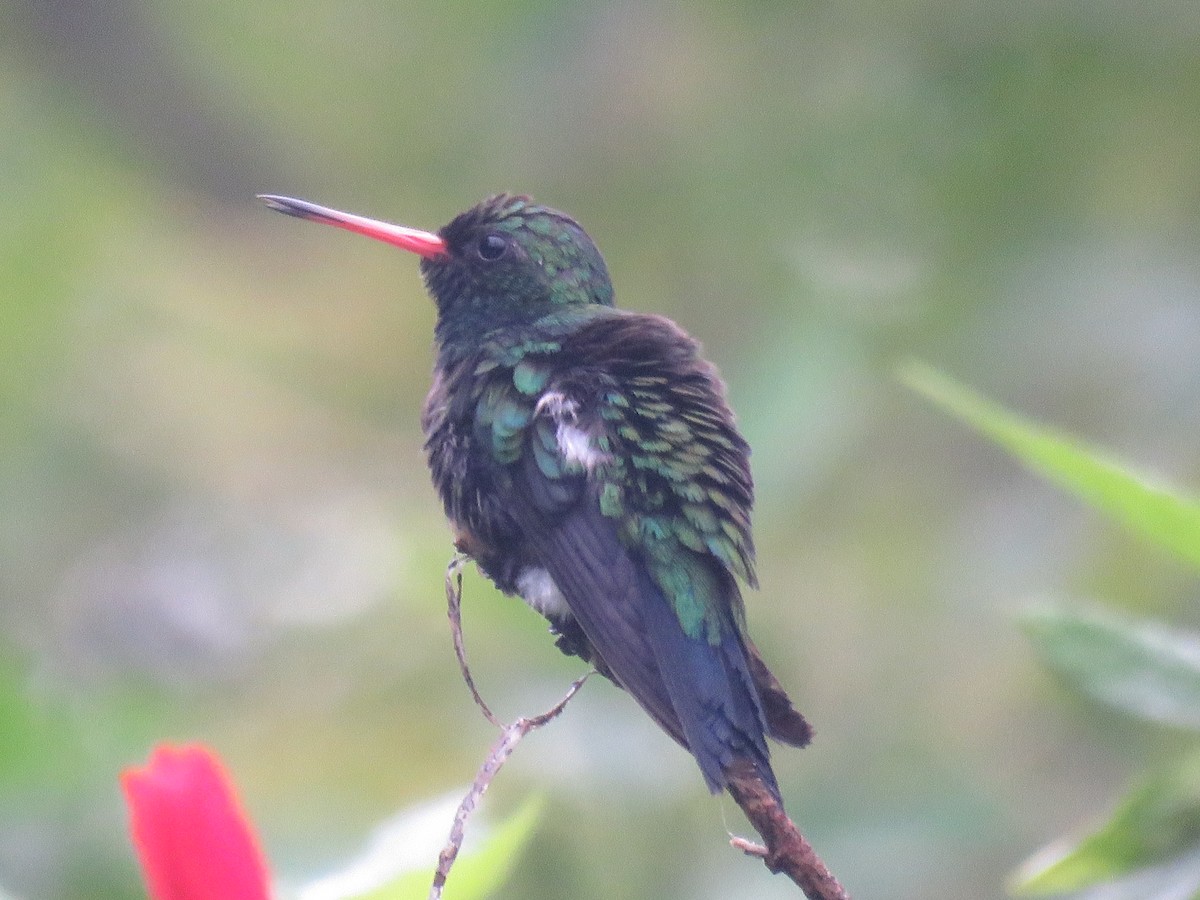 Glittering-bellied Emerald - ML396478571