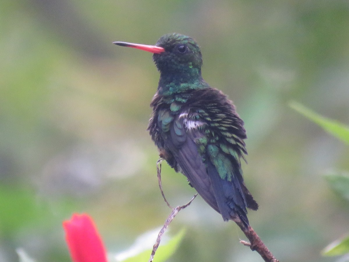 Glittering-bellied Emerald - ML396478581