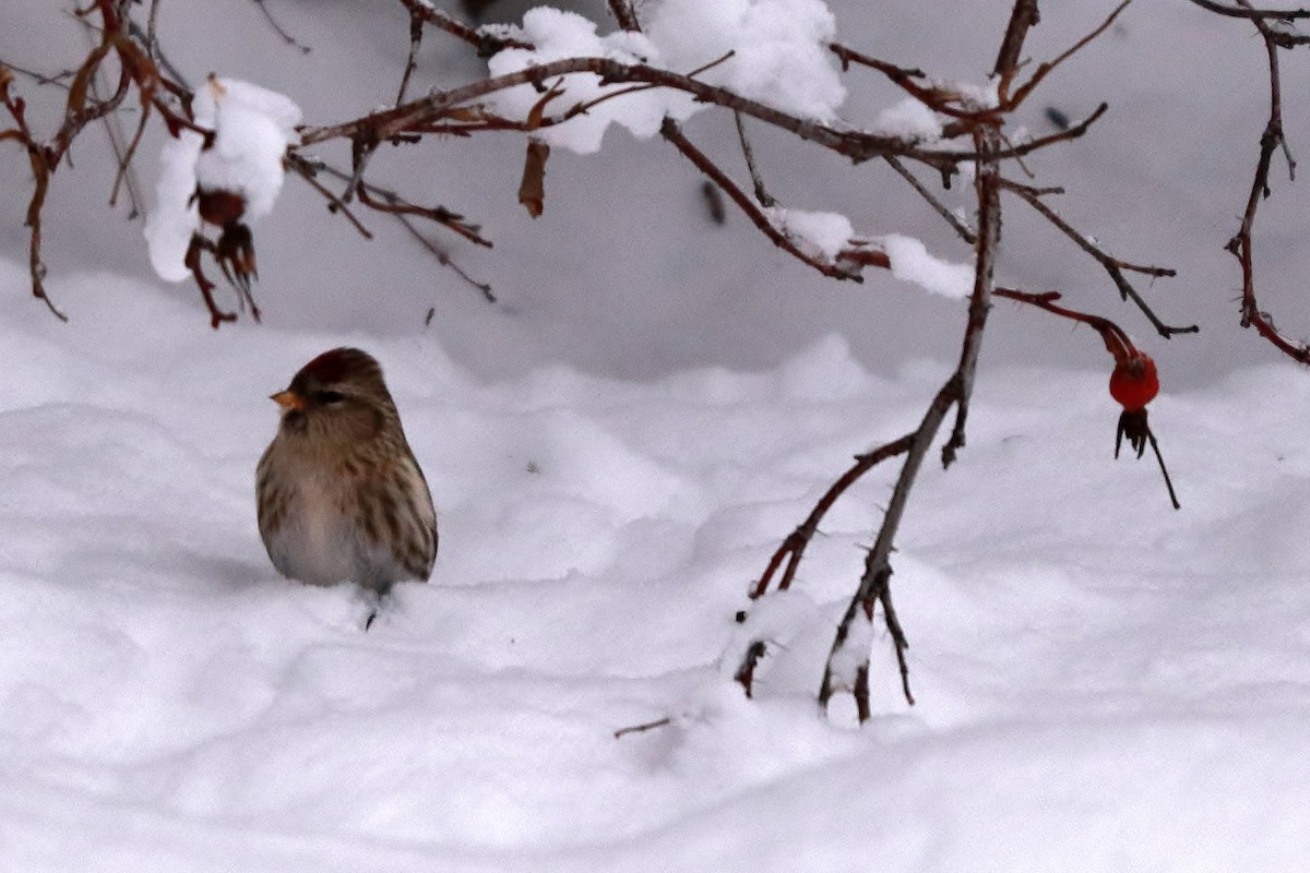 Common Redpoll - ML396480161