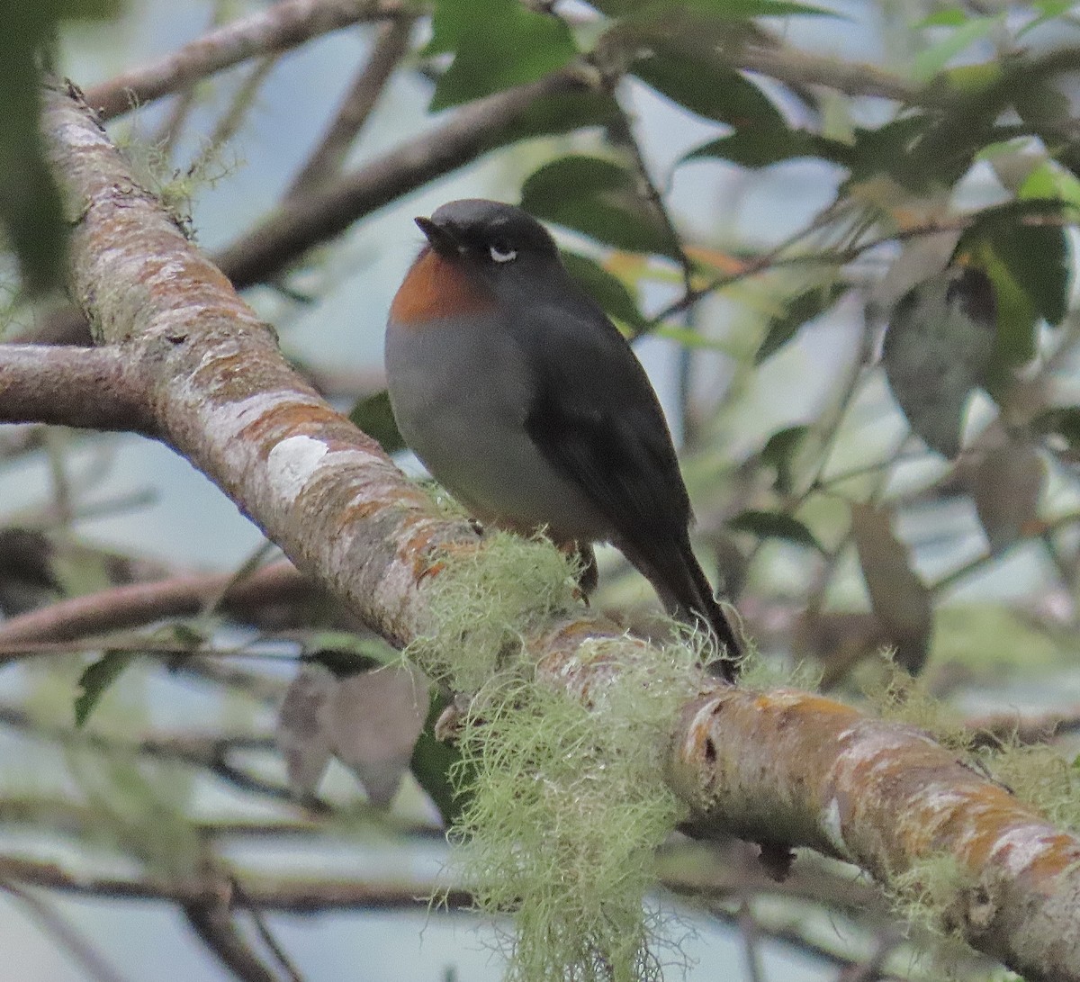 Rufous-throated Solitaire - Howard Laidlaw