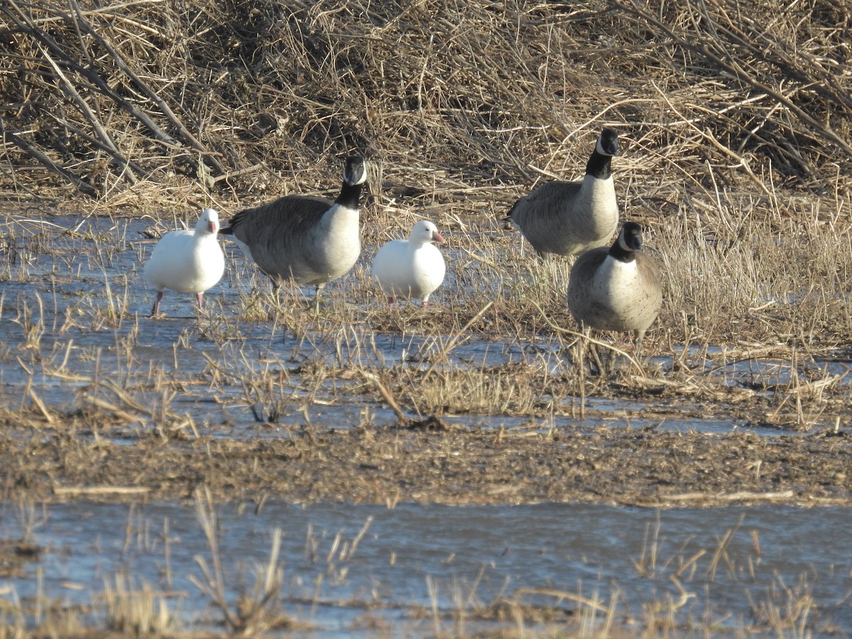 husa bělostná - ML396481761