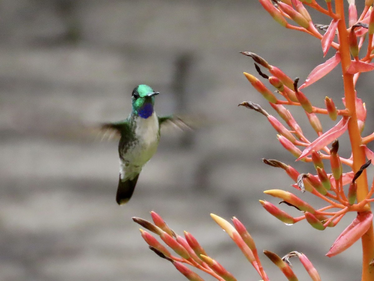 Colibrí Gorjivioleta - ML396481821