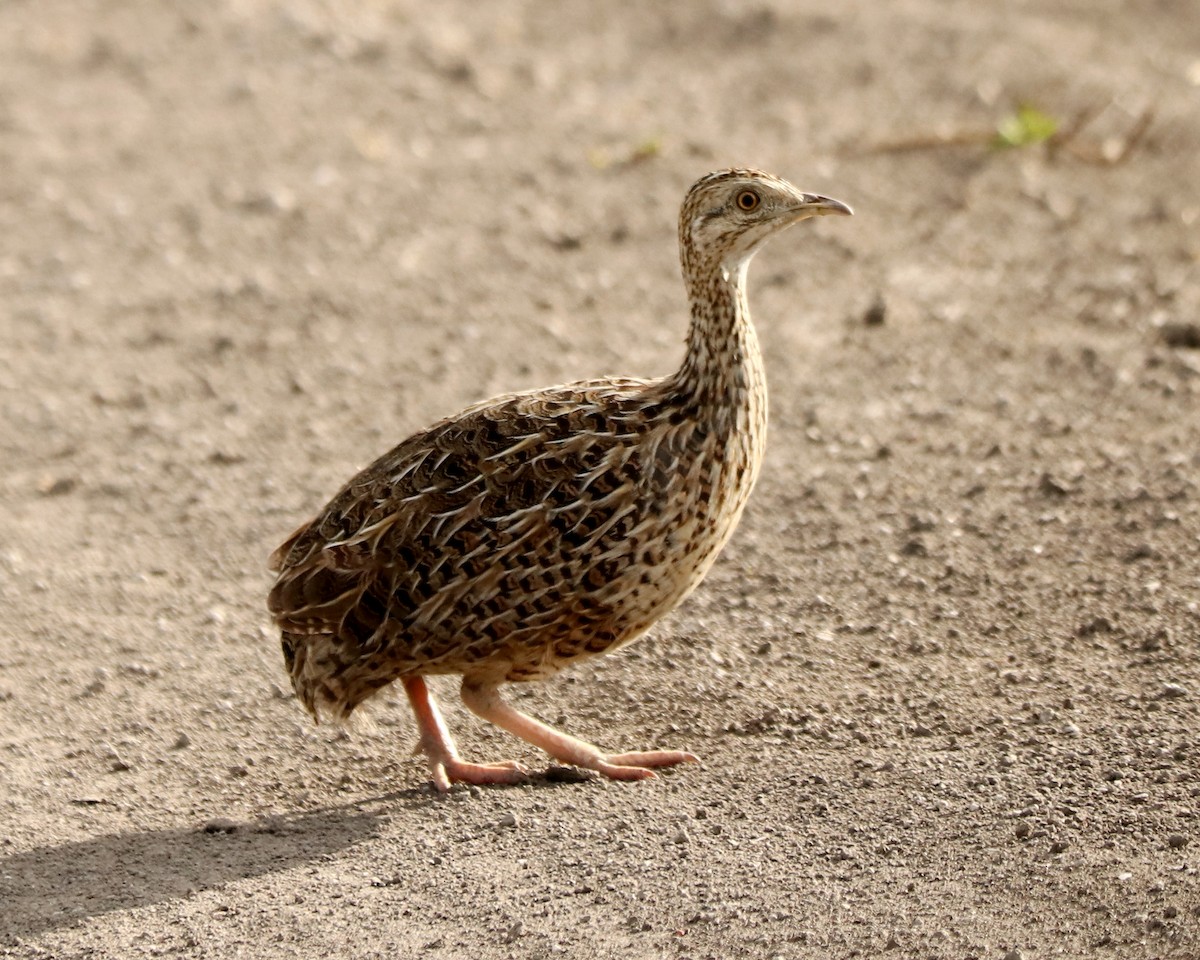 Spotted Nothura - ML396482021