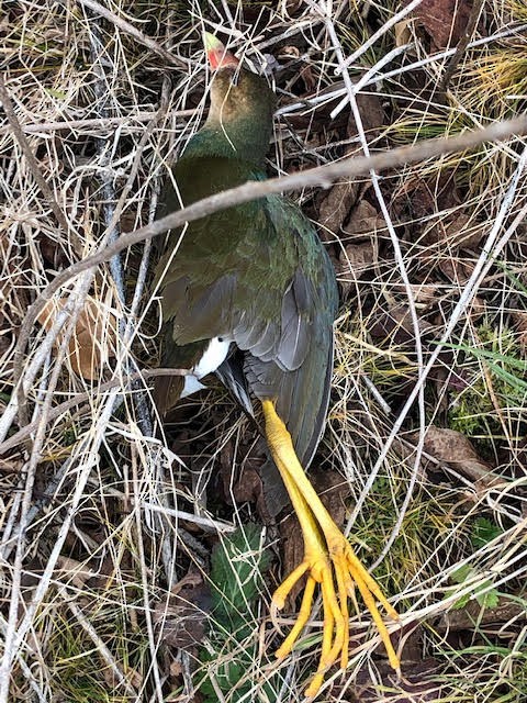 Purple Gallinule - ML396482381