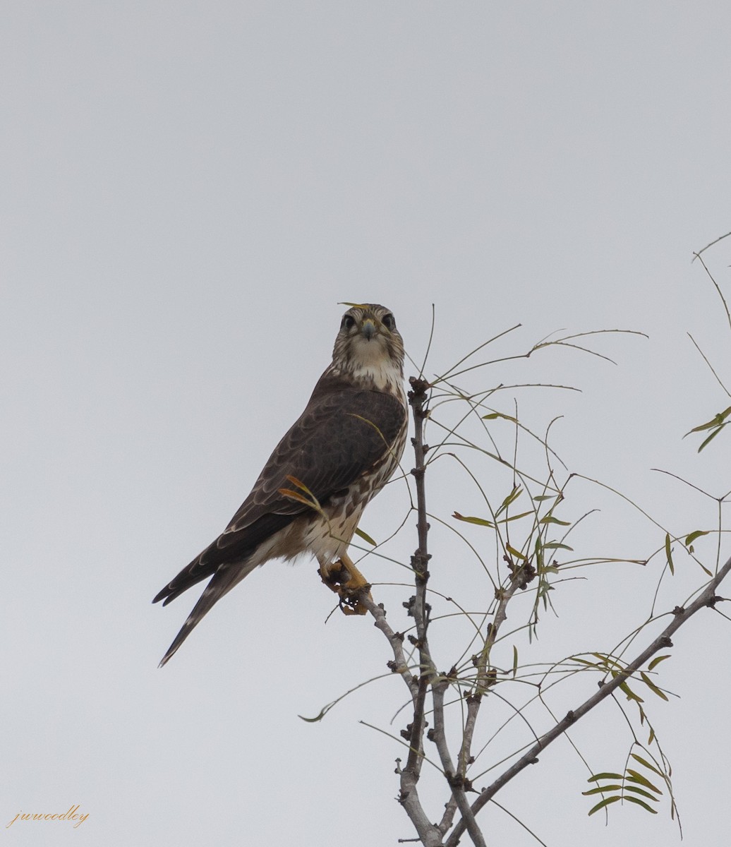 Хайргууна шонхор - ML396484061