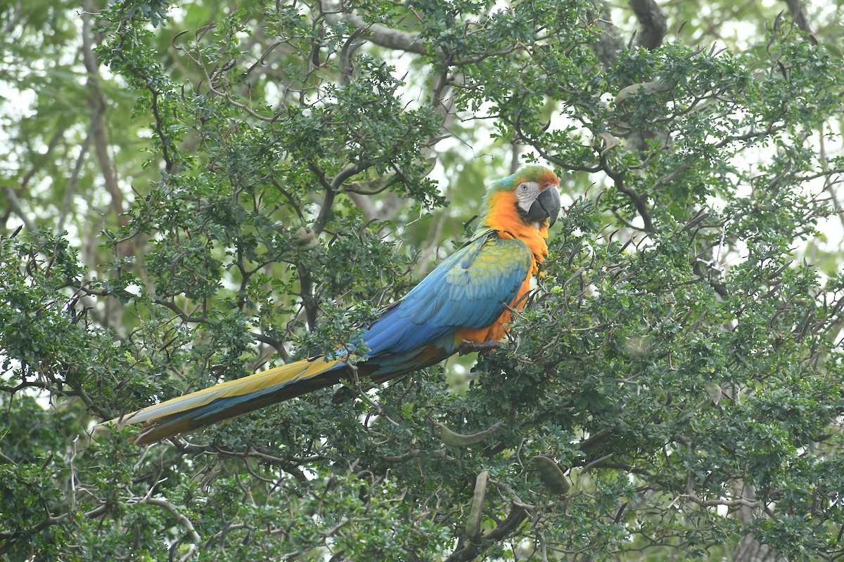 large macaw sp. - Kathy Morales Eric Julson