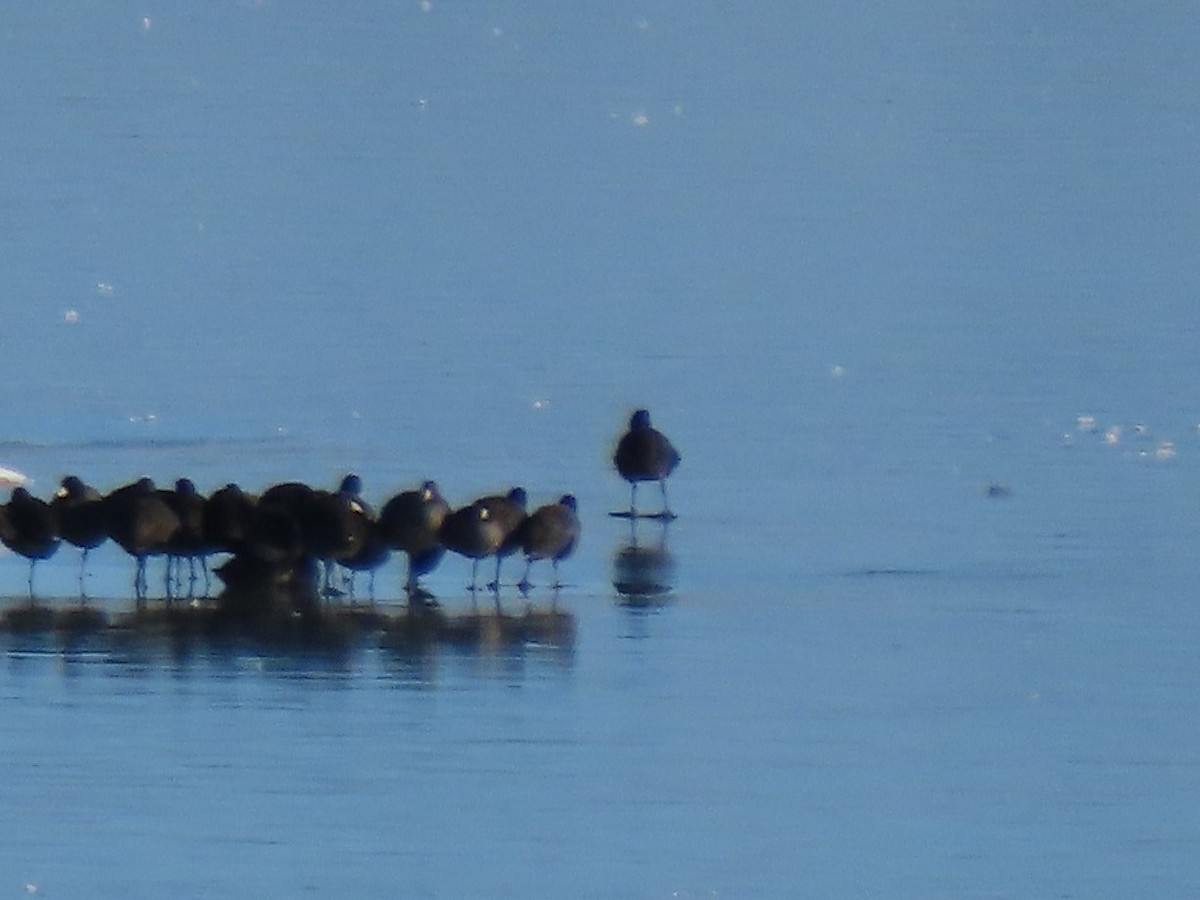 American Coot - ML396485181