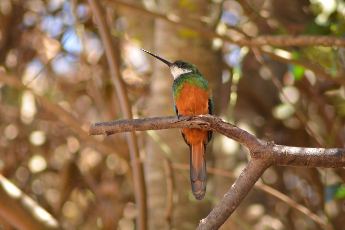 Rufous-tailed Jacamar - ML396485891