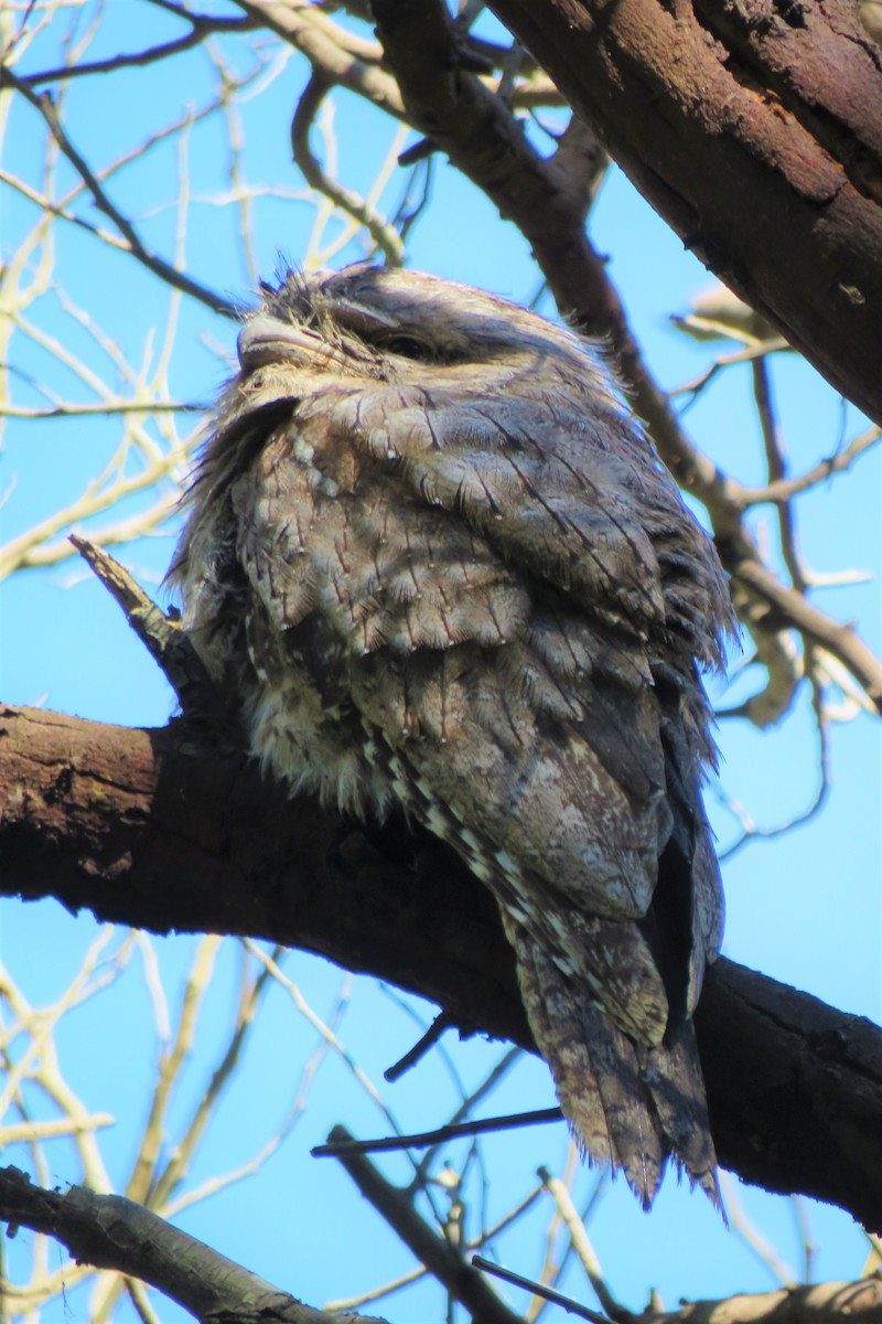 Tawny Frogmouth - ML396486591