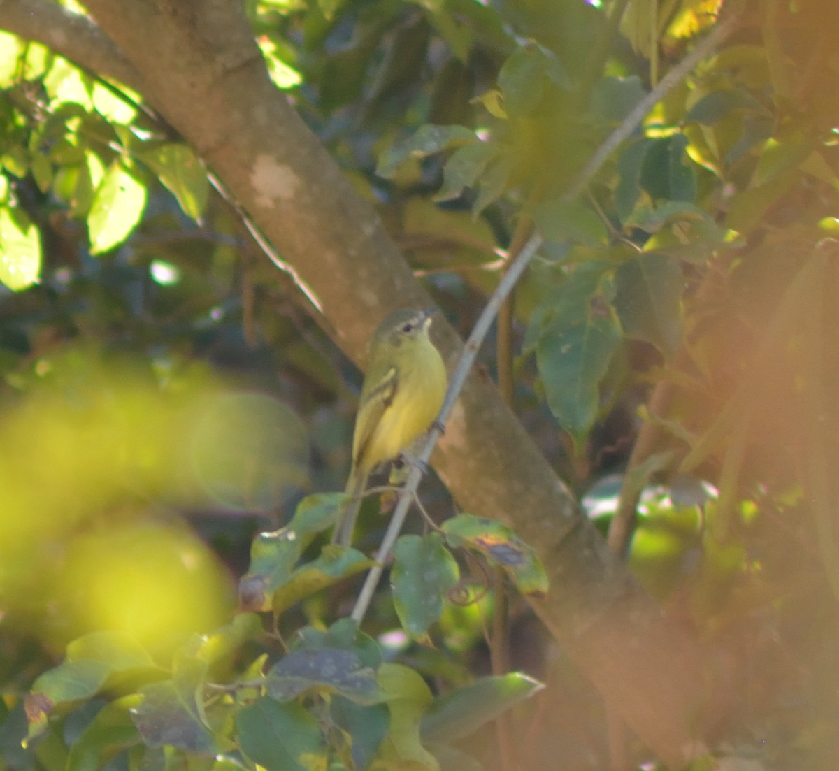 Planalto Tyrannulet - ML396486701