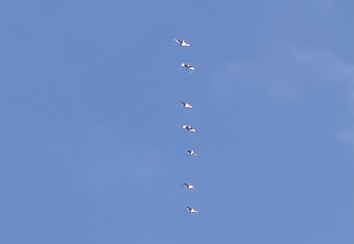 Tundra Swan - Max Brodie