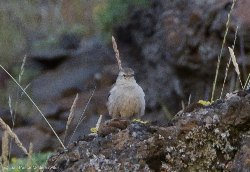 Géositte à ailes rousses - ML396487791