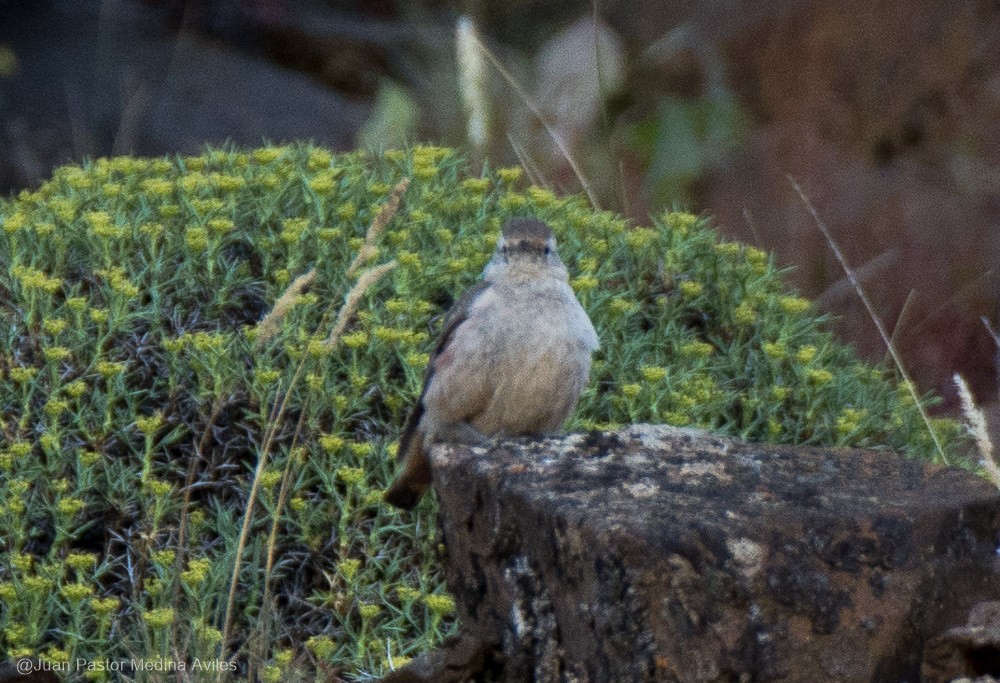 Rufous-banded Miner - Juan Pastor Medina Avilés