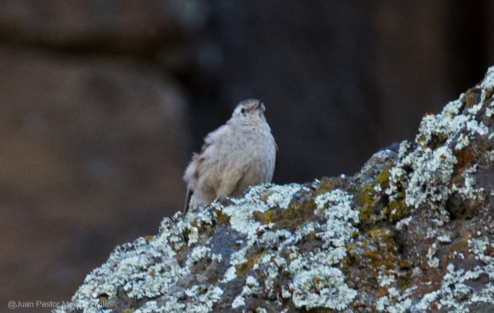 Rufous-banded Miner - Juan Pastor Medina Avilés