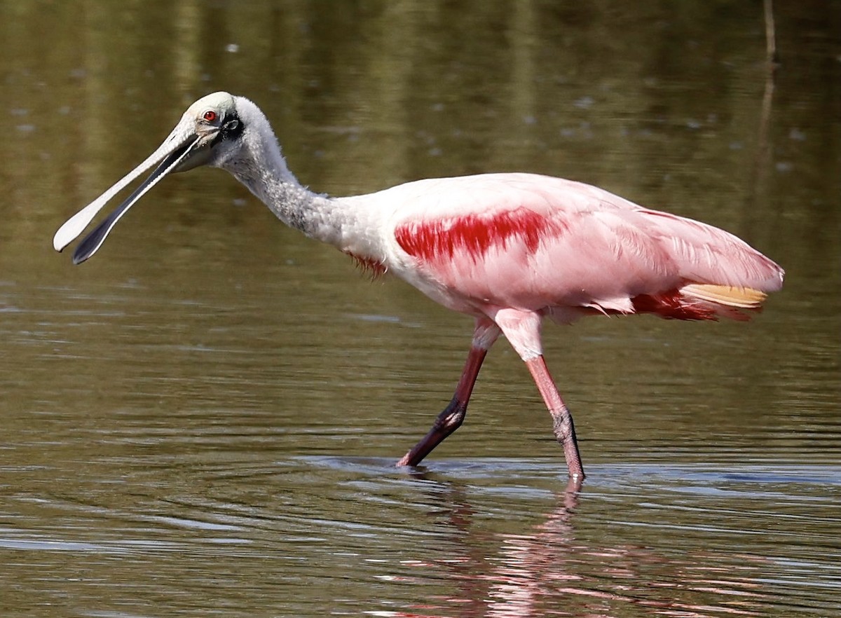 Roseate Spoonbill - Jeff Skevington