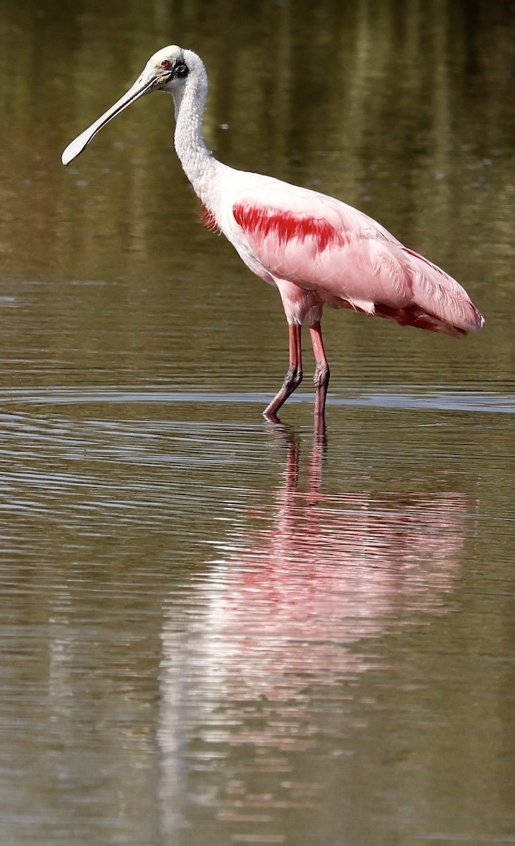 Roseate Spoonbill - Jeff Skevington