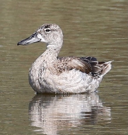 Cinnamon Teal - Jeff Skevington