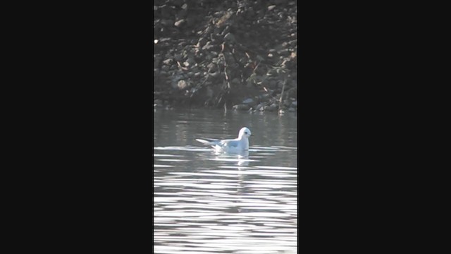 Ross's Gull - ML396491511