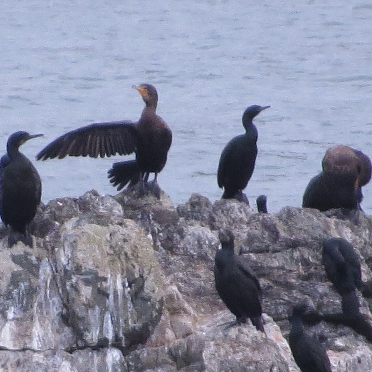 Brandt's Cormorant - ML396492211