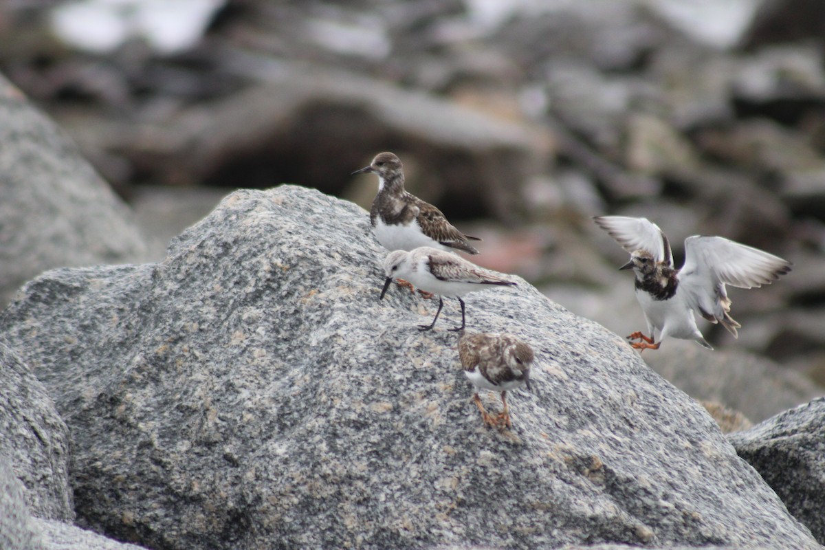 Sanderling - ML396492861