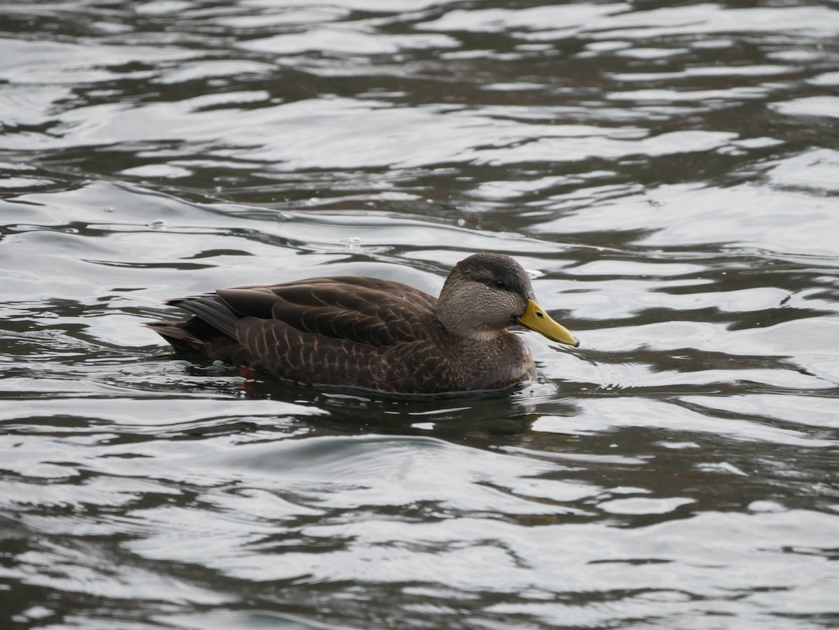 American Black Duck - ML396493001