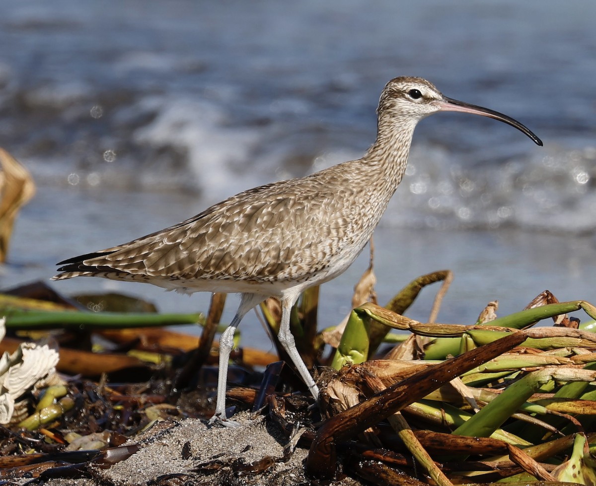 Regenbrachvogel - ML396493911