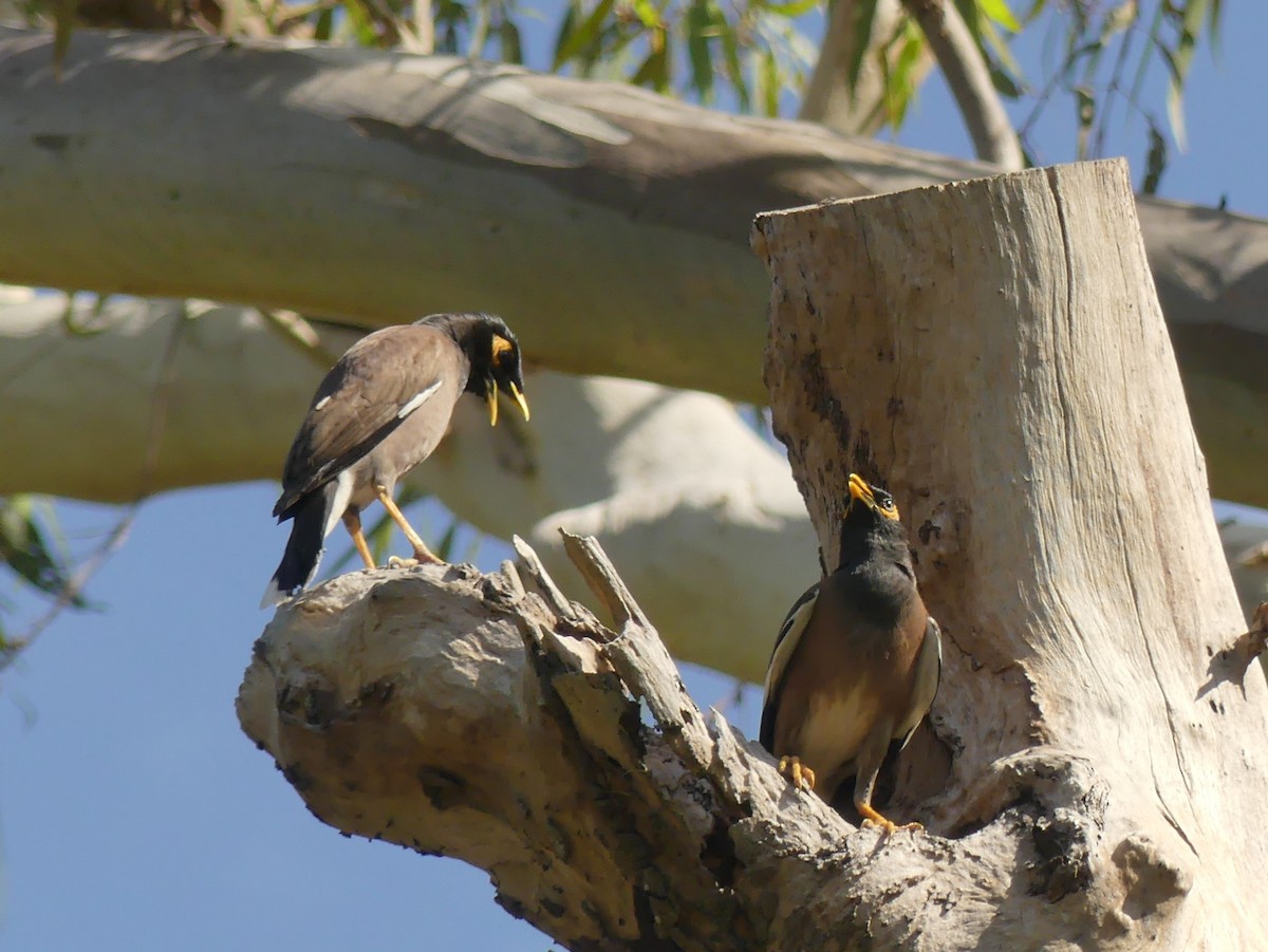 Common Myna - ML396494171