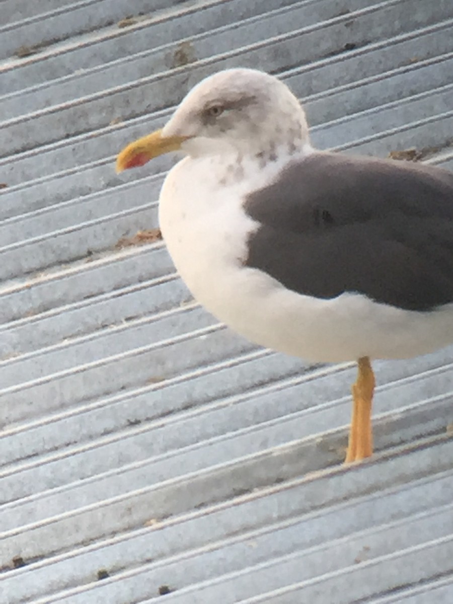 Lesser Black-backed Gull - ML396494361