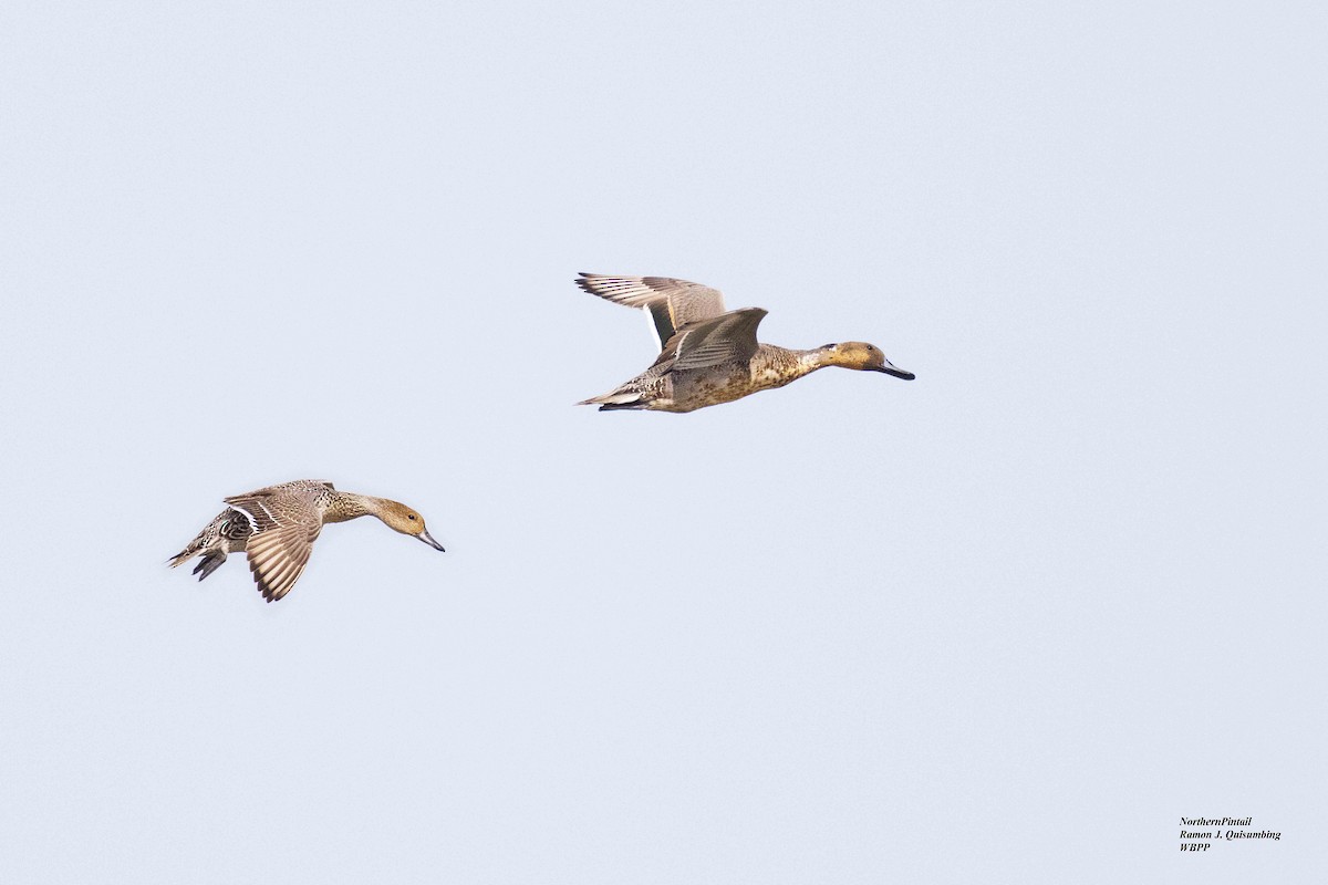 Northern Pintail - ML396494541