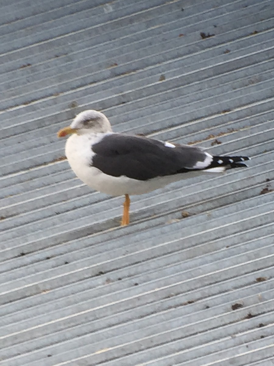 Lesser Black-backed Gull - ML396494641