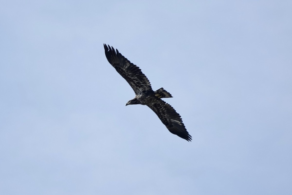 Bald Eagle - ML396495301