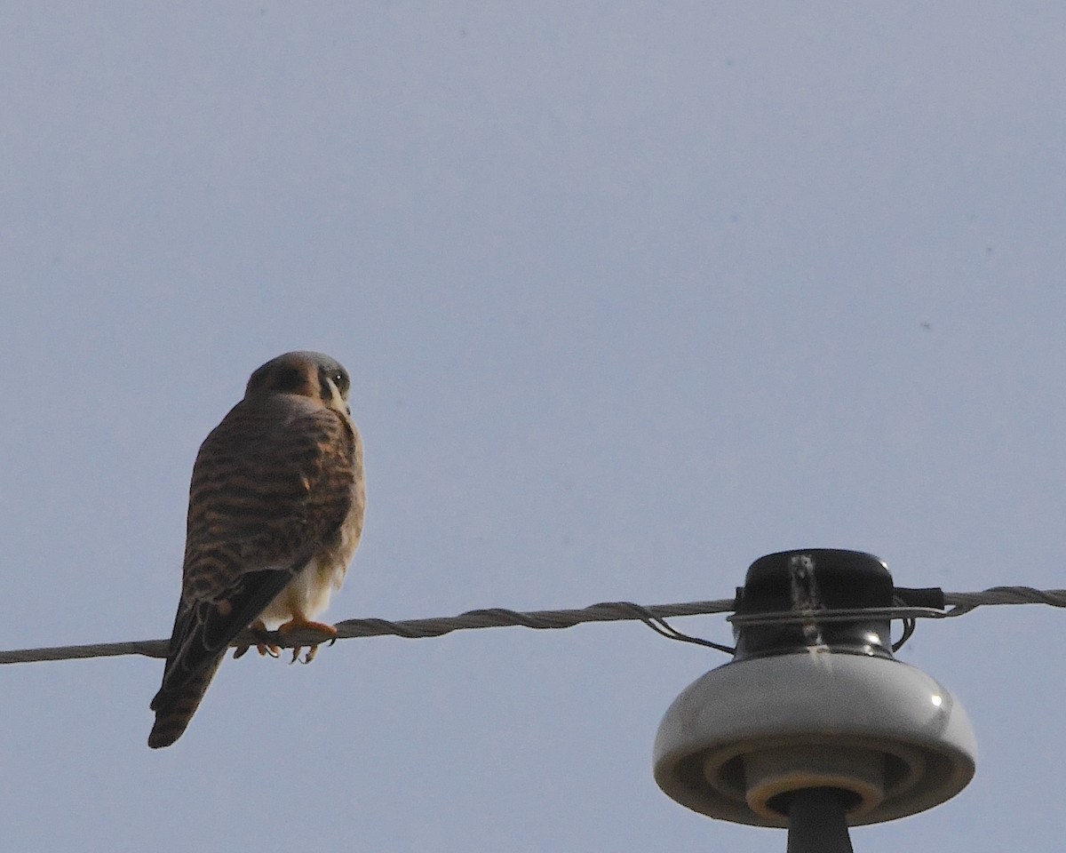 American Kestrel - Ted Wolff