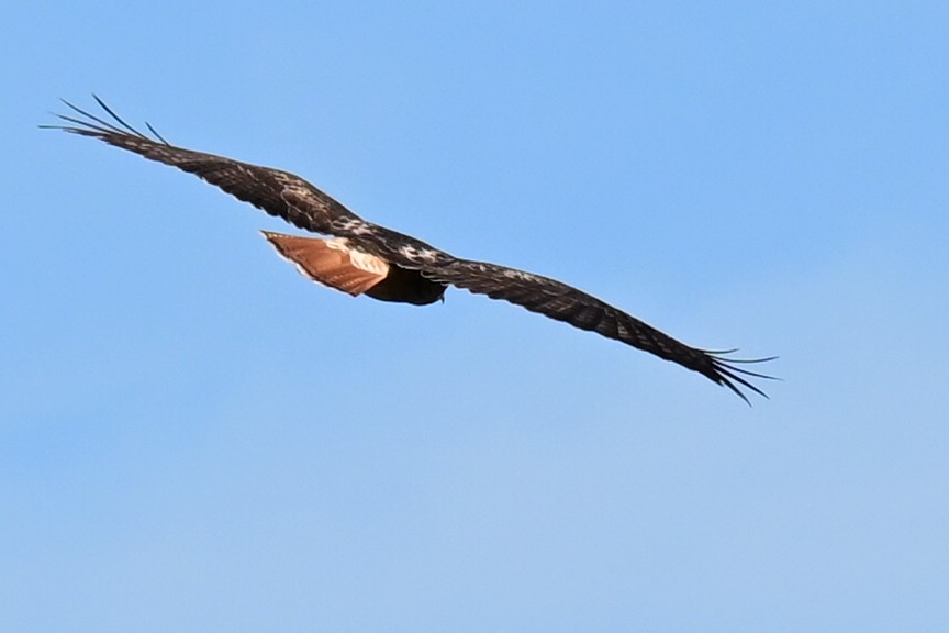 Red-tailed Hawk - Karen Harnish