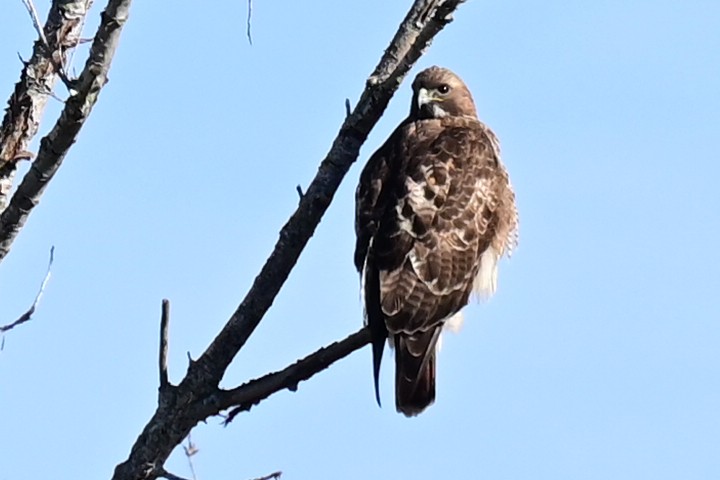 Red-tailed Hawk - ML396495581