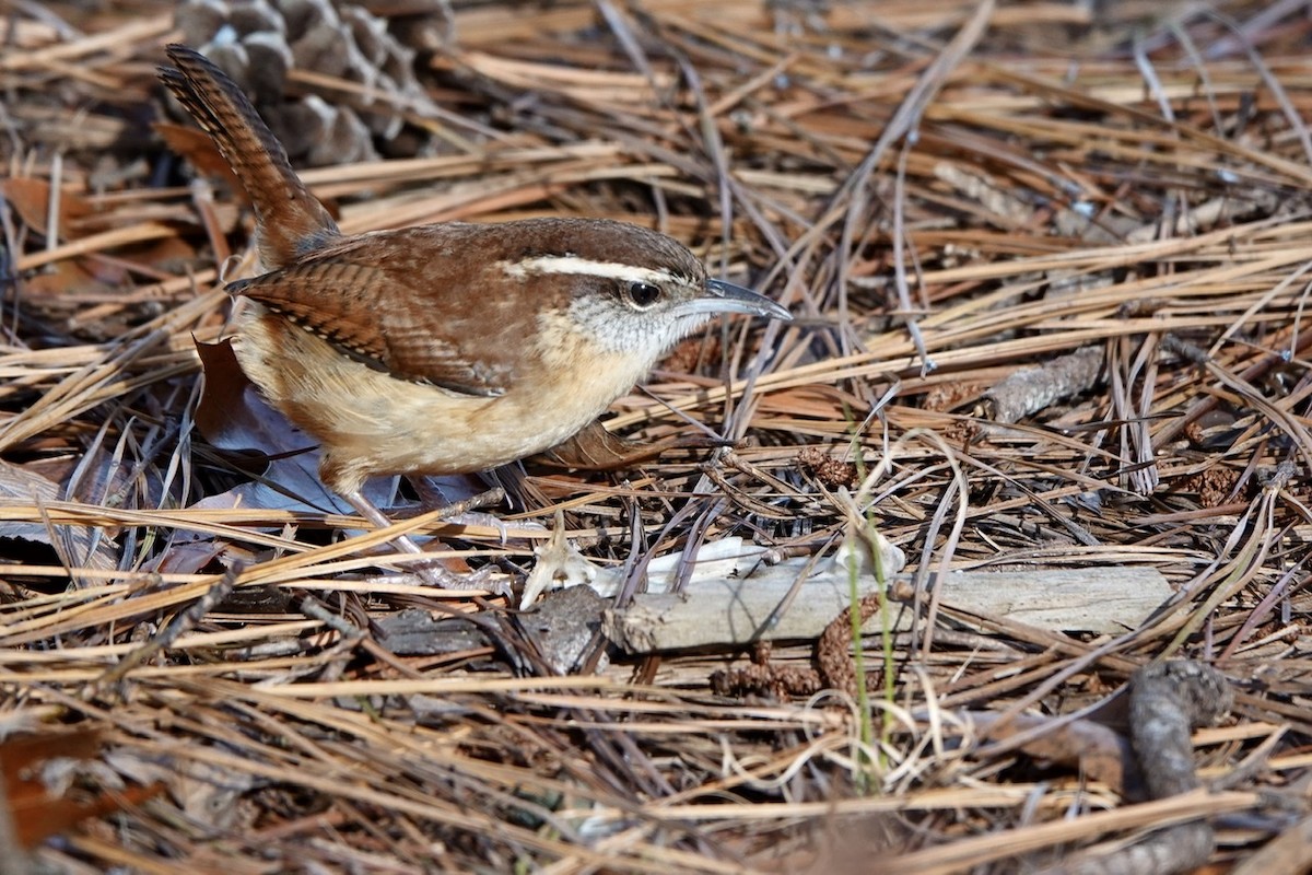 Carolina Wren - ML396495601