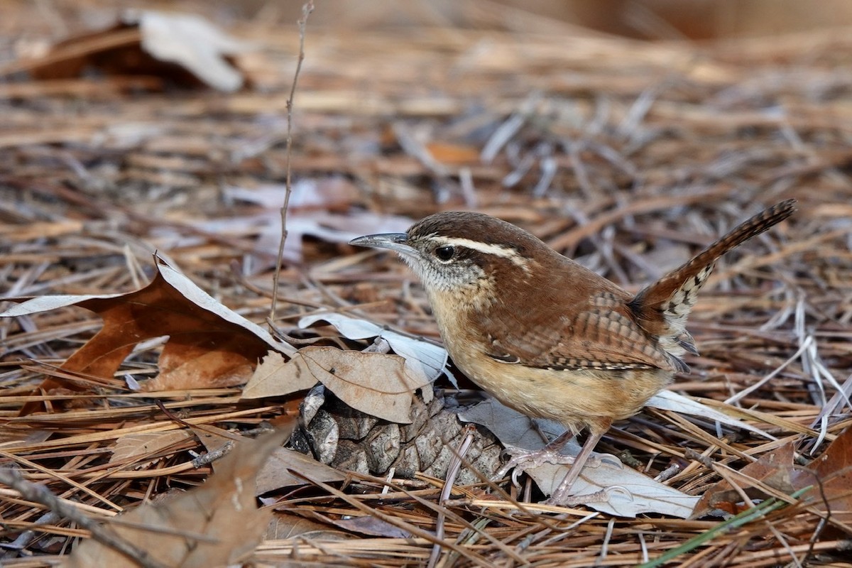 Carolina Wren - ML396495611