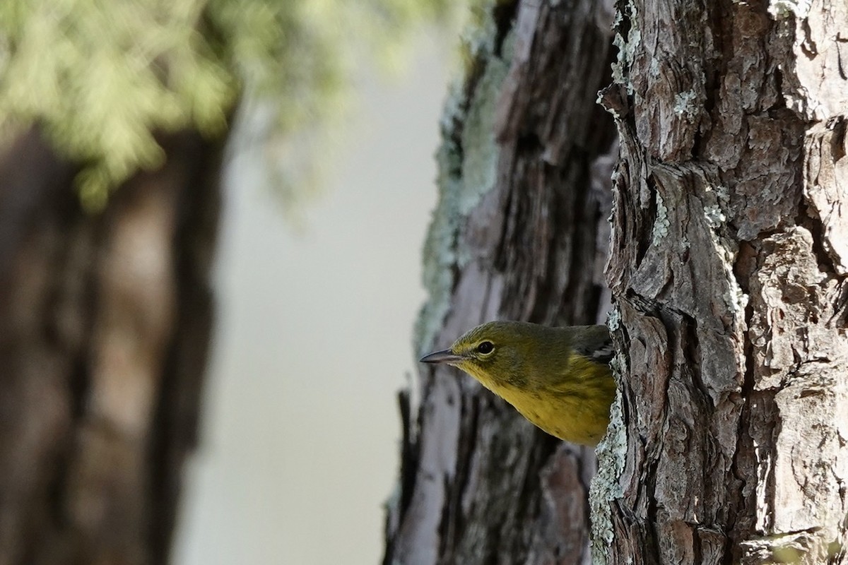 Pine Warbler - ML396495741