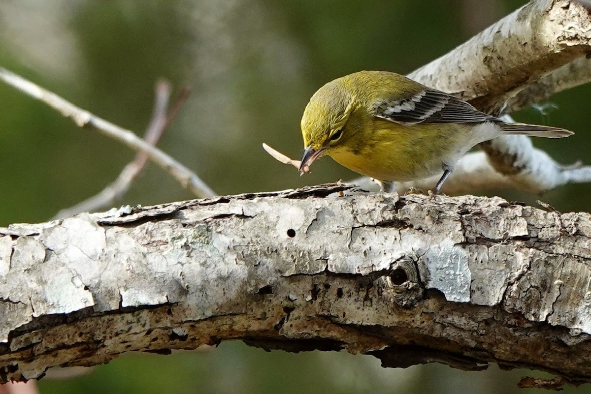 Pine Warbler - ML396495751