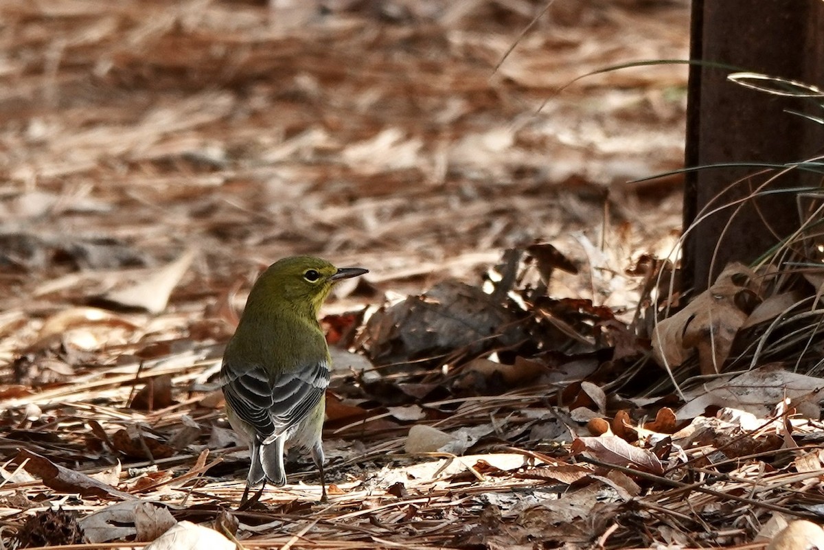 Pine Warbler - ML396495791