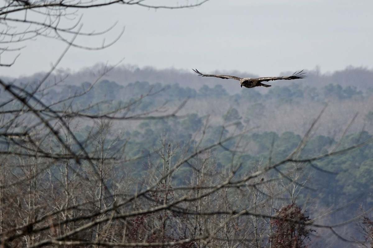 Bald Eagle - ML396495811