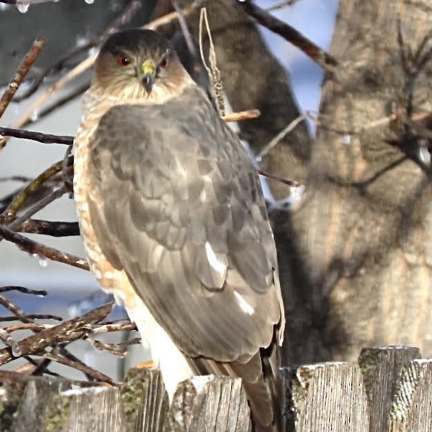 Sharp-shinned Hawk - ML396497341